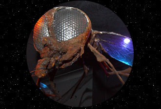 photographs by Craig Brough
